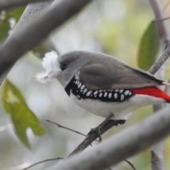 Stagonopleura guttata (Diamond Firetail) at Kambah, ACT - 30 Oct 2020 by HelenCross