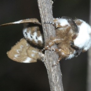 Genduara punctigera at Holt, ACT - 28 Oct 2020