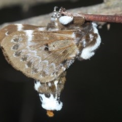 Genduara punctigera at Holt, ACT - 28 Oct 2020