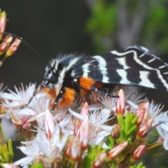 Comocrus behri (Mistletoe Day Moth) at Tennent, ACT - 29 Oct 2020 by Harrisi