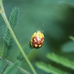 Paropsis maculata (Spotted leaf beetle) at Termeil, NSW - 24 Oct 2020 by wendie