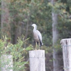 Egretta novaehollandiae (White-faced Heron) at Termeil, NSW - 24 Oct 2020 by wendie