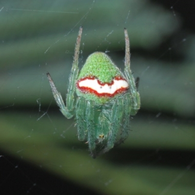 Araneus circulissparsus (species group) (Speckled Orb-weaver) at Holt, ACT - 28 Oct 2020 by Harrisi