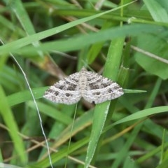 Chrysolarentia subrectaria (A Geometer moth) at Morton, NSW - 26 Oct 2020 by wendie