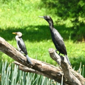 Phalacrocorax sulcirostris at Amaroo, ACT - 30 Oct 2020