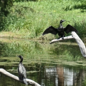 Phalacrocorax sulcirostris at Amaroo, ACT - 30 Oct 2020