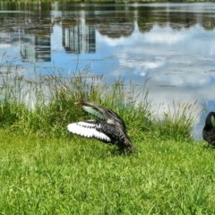 Cygnus atratus (Black Swan) at Amaroo, ACT - 30 Oct 2020 by TrishGungahlin