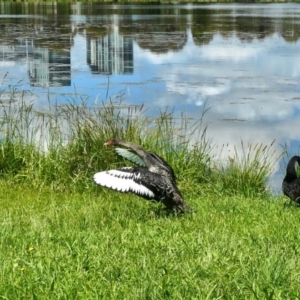 Cygnus atratus at Amaroo, ACT - 30 Oct 2020