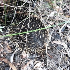 Tachyglossus aculeatus (Short-beaked Echidna) at Broughton Vale, NSW - 30 Oct 2020 by plants