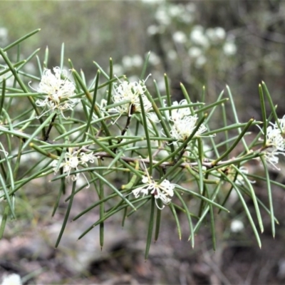 Hakea teretifolia (Dagger Hakea) at Broughton Vale, NSW - 31 Oct 2020 by plants