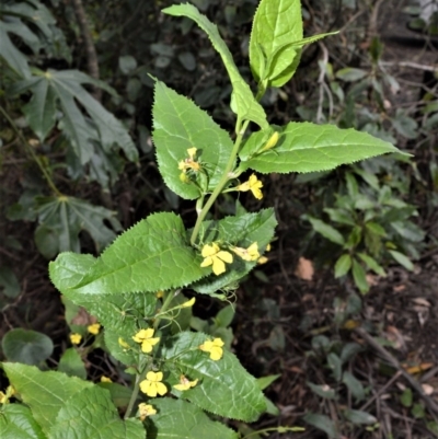 Goodenia ovata (Hop Goodenia) at Brogers Creek, NSW - 31 Oct 2020 by plants