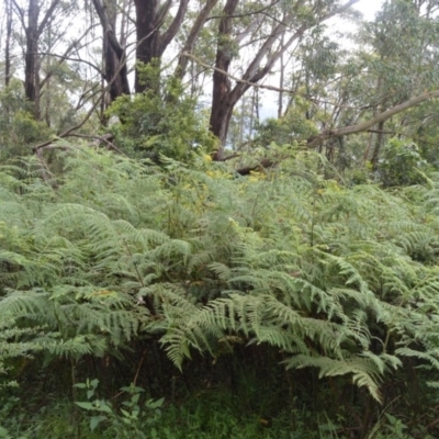 Hypolepis glandulifera (Downy Ground Fern) at Brogers Creek, NSW - 31 Oct 2020 by plants