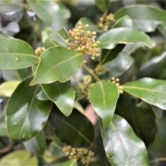 Cryptocarya glaucescens (Bolly Laurel) at Brogers Creek, NSW - 31 Oct 2020 by plants