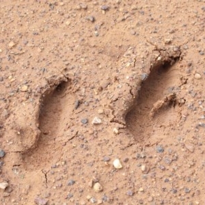 Macropus giganteus at O'Connor, ACT - 30 Oct 2020