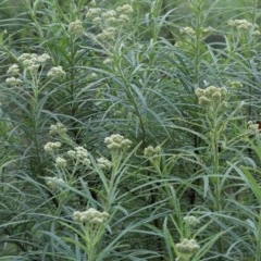 Cassinia longifolia (Shiny Cassinia, Cauliflower Bush) at O'Connor, ACT - 29 Oct 2020 by ConBoekel