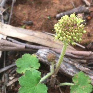 Hydrocotyle laxiflora at Majura, ACT - 30 Oct 2020