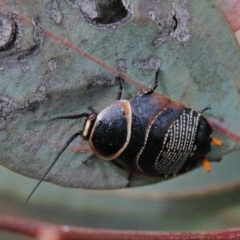 Ellipsidion australe (Austral Ellipsidion cockroach) at O'Connor, ACT - 30 Oct 2020 by ConBoekel