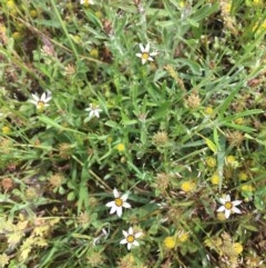 Sisyrinchium rosulatum at Majura, ACT - 30 Oct 2020