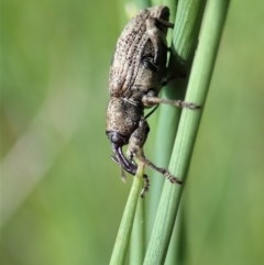 Steriphus murinus (Marsh weevil) at Holt, ACT - 8 Oct 2020 by CathB