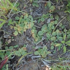 Diplodium sp. (A Greenhood) at Cook, ACT - 15 Oct 2020 by CathB