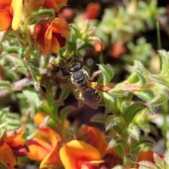 Lasioglossum (Chilalictus) sp. (genus & subgenus) (Halictid bee) at Cook, ACT - 19 Oct 2020 by CathB