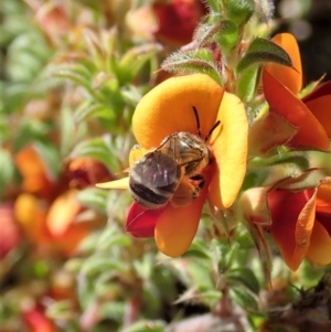 Lasioglossum (Chilalictus) sp. (genus & subgenus) at Cook, ACT - 19 Oct 2020