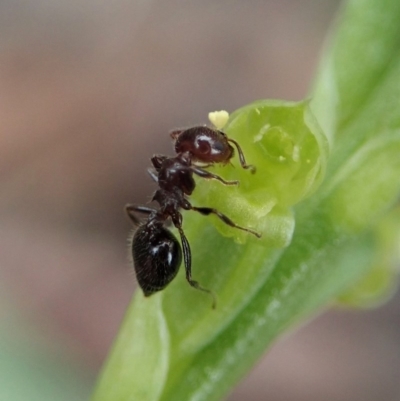 Microtis parviflora (Slender Onion Orchid) at Cook, ACT - 27 Oct 2020 by CathB