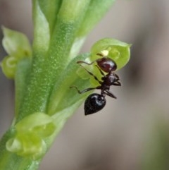 Microtis parviflora at Cook, ACT - 28 Oct 2020