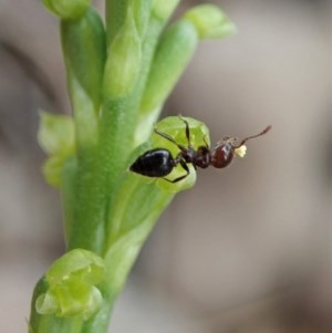 Microtis parviflora at Cook, ACT - 28 Oct 2020