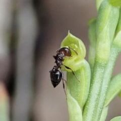 Crematogaster sp. (genus) at Cook, ACT - 28 Oct 2020