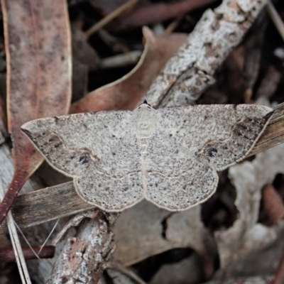 Taxeotis intextata (Looper Moth, Grey Taxeotis) at Cook, ACT - 27 Oct 2020 by CathB