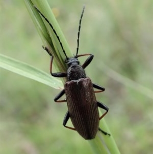 Homotrysis cisteloides at Cook, ACT - 28 Oct 2020