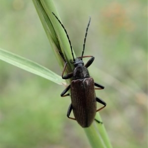 Homotrysis cisteloides at Cook, ACT - 28 Oct 2020