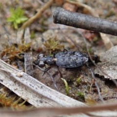 Scopodes sp. (genus) (Predaceous ground beetle) at Cook, ACT - 28 Oct 2020 by CathB