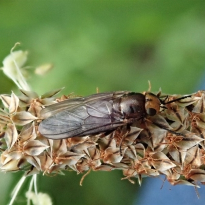 Inopus rubriceps (Sugarcane Soldier Fly) at Cook, ACT - 28 Oct 2020 by CathB