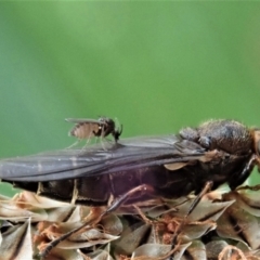 Inopus rubriceps at Cook, ACT - 28 Oct 2020