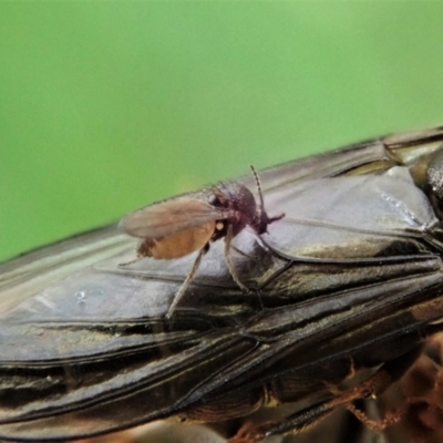 Ceratopogonidae (family) (Biting Midge) at Cook, ACT - 28 Oct 2020 by CathB