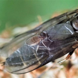 Ceratopogonidae (family) at Cook, ACT - 28 Oct 2020