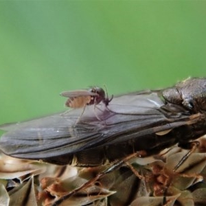 Ceratopogonidae (family) at Cook, ACT - 28 Oct 2020