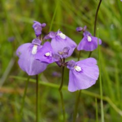 Utricularia dichotoma (Fairy Aprons, Purple Bladderwort) at Coree, ACT - 30 Oct 2020 by DPRees125