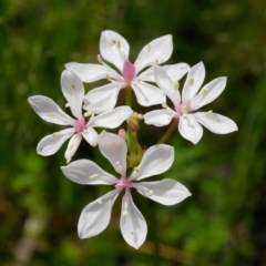 Burchardia umbellata (Milkmaids) at Uriarra Village, ACT - 30 Oct 2020 by DPRees125