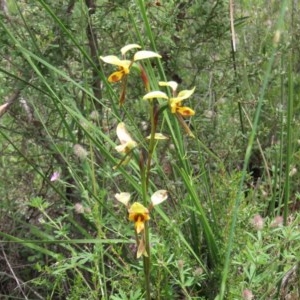 Diuris sulphurea at Theodore, ACT - 30 Oct 2020