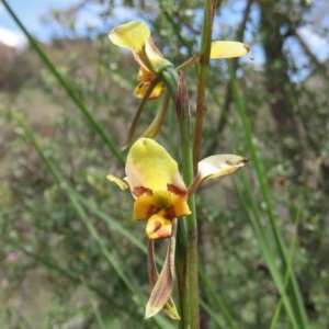 Diuris sulphurea at Theodore, ACT - 30 Oct 2020