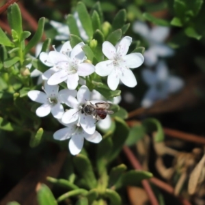 Lasioglossum (Parasphecodes) sp. (genus & subgenus) at Parkes, ACT - 18 Mar 2020 12:43 PM