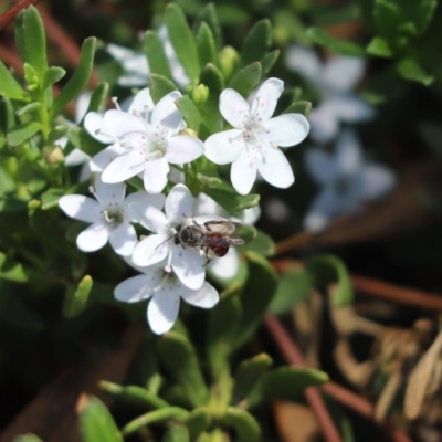 Lasioglossum (Parasphecodes) sp. (genus & subgenus) (Halictid bee) at Parkes, ACT - 18 Mar 2020 by Tammy