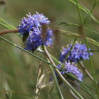 Brunonia australis (Blue Pincushion) at Wodonga, VIC - 30 Oct 2020 by Kyliegw