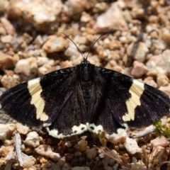 Eutrichopidia latinus (Yellow-banded Day-moth) at Denman Prospect 2 Estate Deferred Area (Block 12) - 29 Oct 2020 by rawshorty