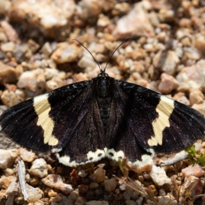 Eutrichopidia latinus (Yellow-banded Day-moth) at Denman Prospect, ACT - 30 Oct 2020 by rawshorty