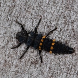 Harmonia conformis at Denman Prospect, ACT - 30 Oct 2020