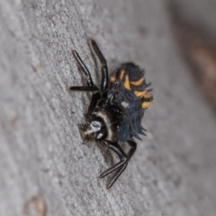 Harmonia conformis at Denman Prospect, ACT - 30 Oct 2020